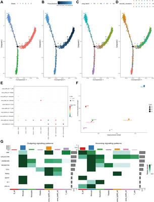 Comprehensive analysis of senescence-associated genes in sepsis based on bulk and single-cell sequencing data